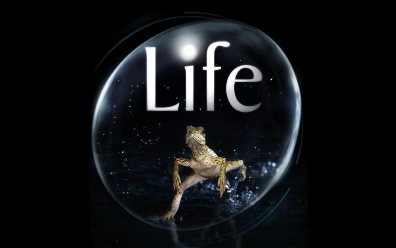 lifestart syaro.io官网：在线玩人生重开模拟器，快来体验！