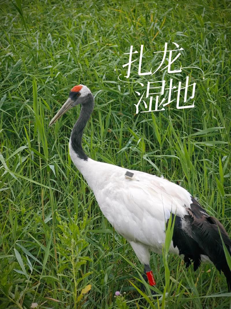 刺喉幼龙在哪抓？湿地稀有宠物获取指南