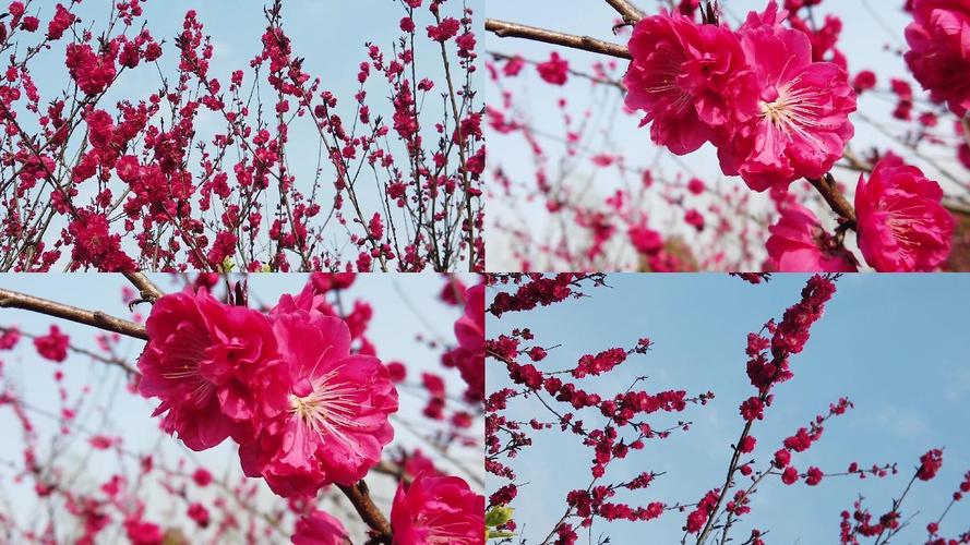 桃花视频在线观看播放下载：手机电脑都能看