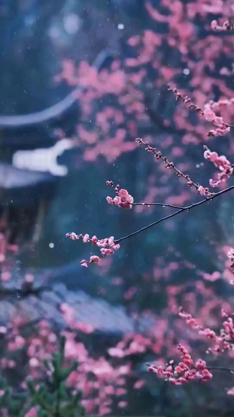 桃花视频在线观看播放下载：手机电脑都能看
