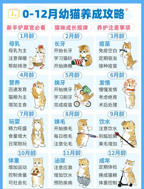 碧之轨迹喂猫时间表：提升猫咪亲密度的小技巧