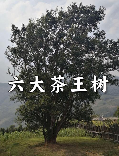 探秘《庭树沐年》：一款值得下载的安卓游戏