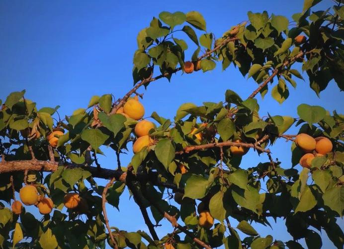 探寻“人杏之间”的下载之旅：开启你的精彩体验