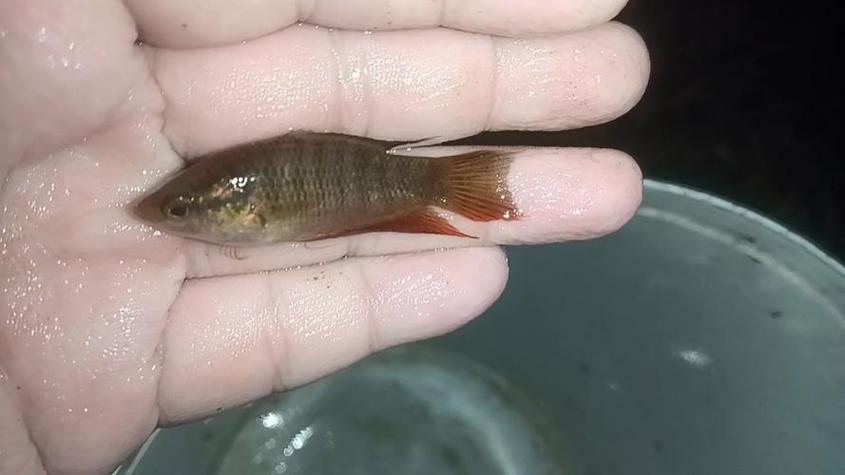 探索斗鱼溪子最新版本的魅力与创新