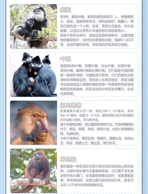 探秘猴子生意更新日志：新内容与玩法大揭秘！