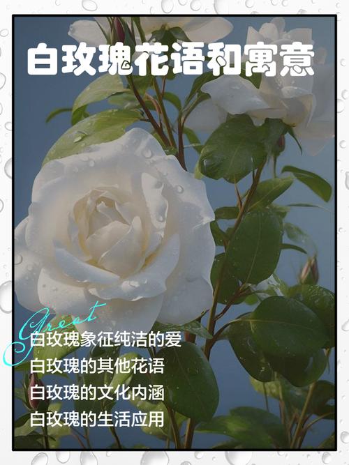 探寻“纯洁的爱”之美:在安卓上下载与享受的魅力